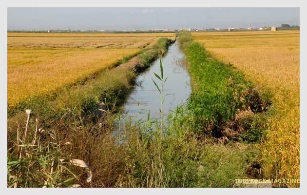 albufera-arrozales-fotogaleria1