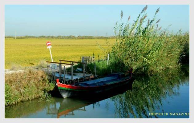 albufera-arrozales-fotogaleria10