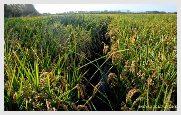 albufera-arrozales-fotogaleria13
