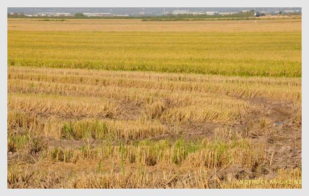 albufera-arrozales-fotogaleria14