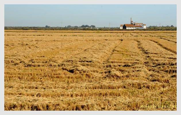albufera-arrozales-fotogaleria15