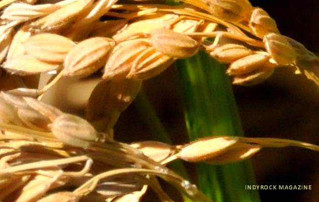 albufera-arrozales-fotogaleria17
