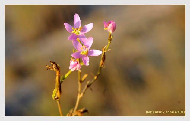 albufera-arrozales-fotogaleria18
