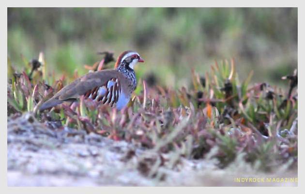 albufera-arrozales-fotogaleria19