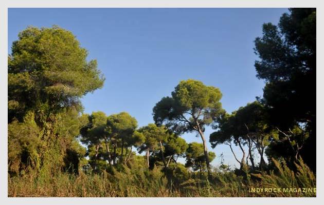 albufera-arrozales-fotogaleria20