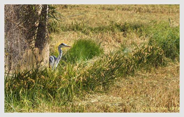 albufera-arrozales-fotogaleria3