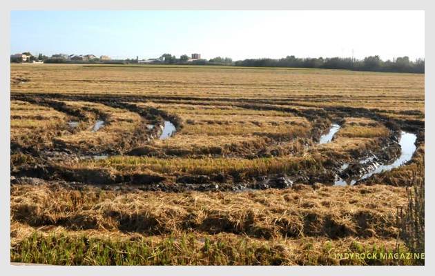 albufera-arrozales-fotogaleria4
