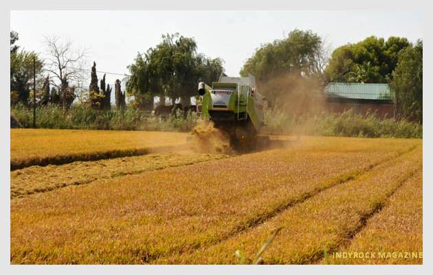 albufera-arrozales-fotogaleria5