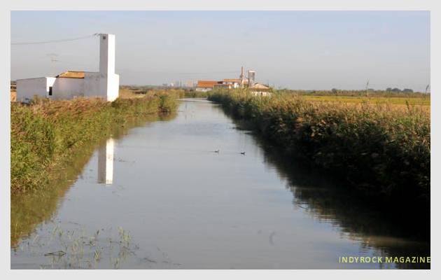albufera-arrozales-fotogaleria6