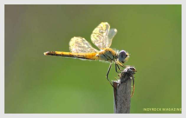 albufera-arrozales-fotogaleria7