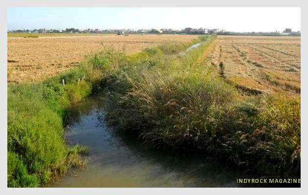 albufera-arrozales-fotogaleria8