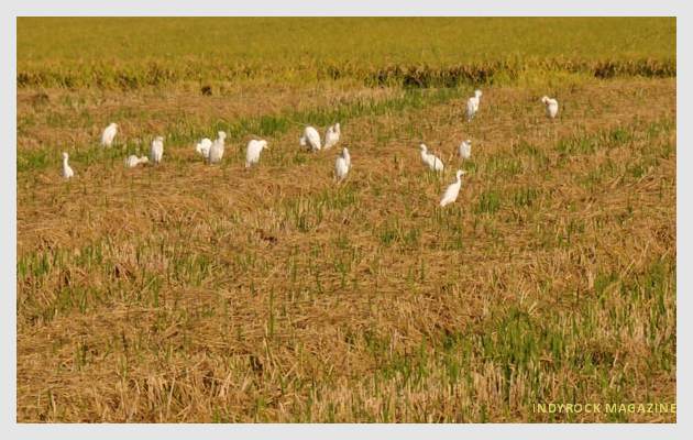 albufera-arrozales-fotogaleria9