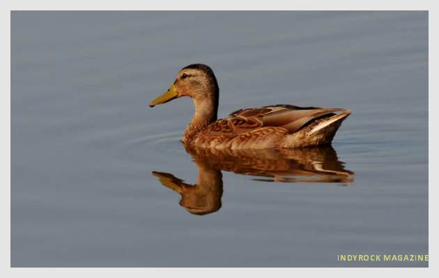 albufera-lagunas-fotogaleria10