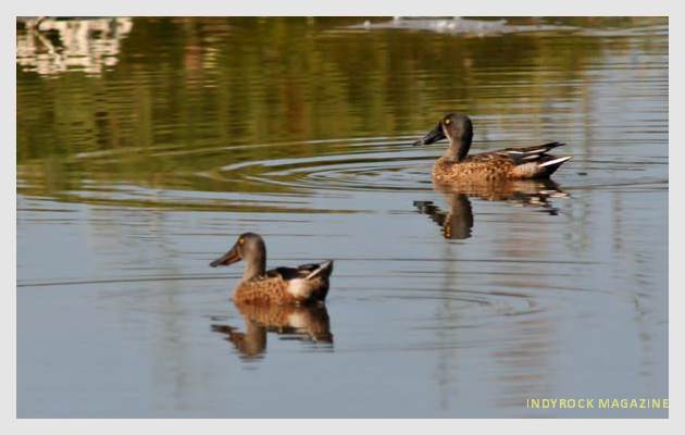 albufera-lagunas-fotogaleria11
