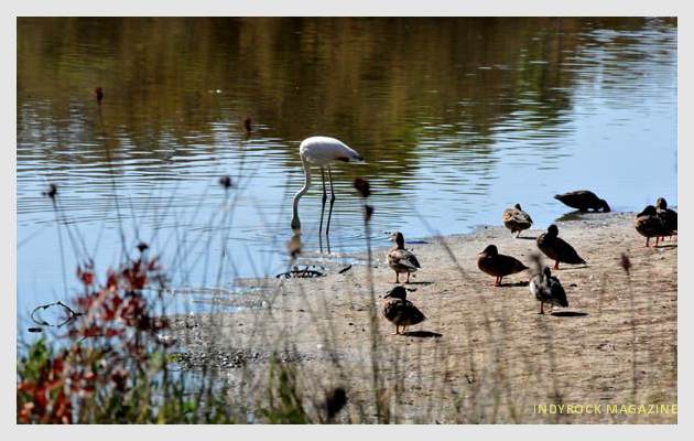 albufera-lagunas-fotogaleria18