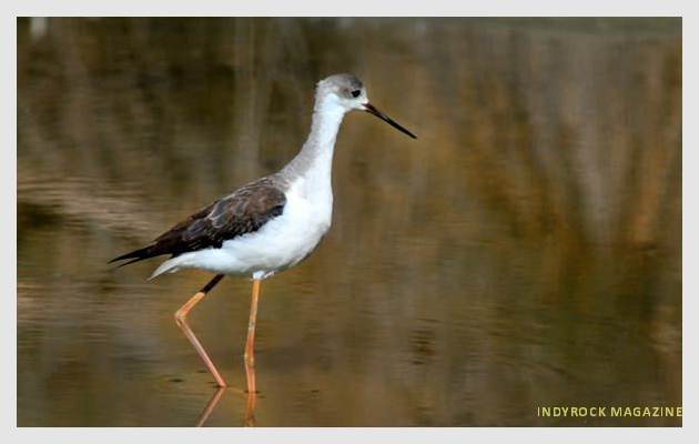 albufera-lagunas-fotogaleria19