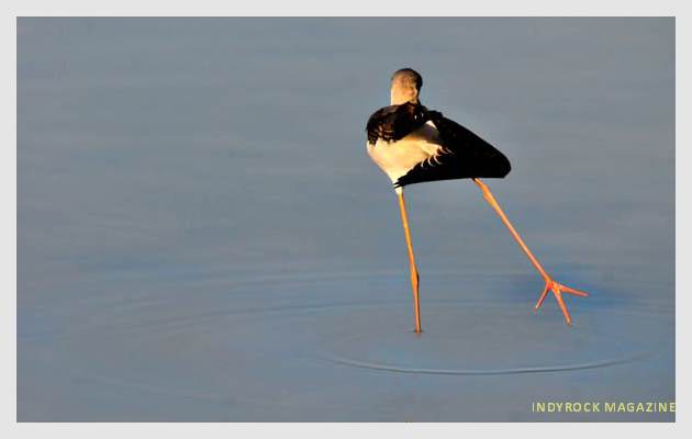 albufera-lagunas-fotogaleria4