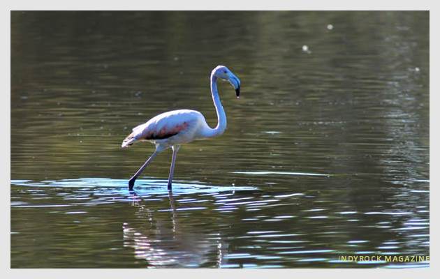 albufera-lagunas-fotogaleria5