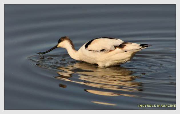 albufera-lagunas-fotogaleria6