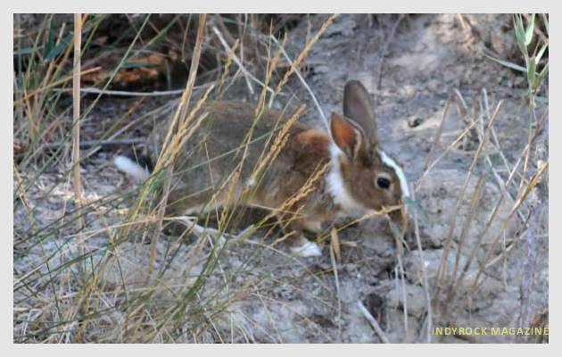 albufera-playaydunas-fotogaleria12