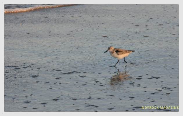 albufera-playaydunas-fotogaleria15