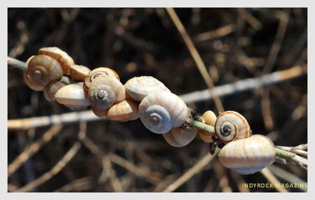 albufera-playaydunas-fotogaleria16