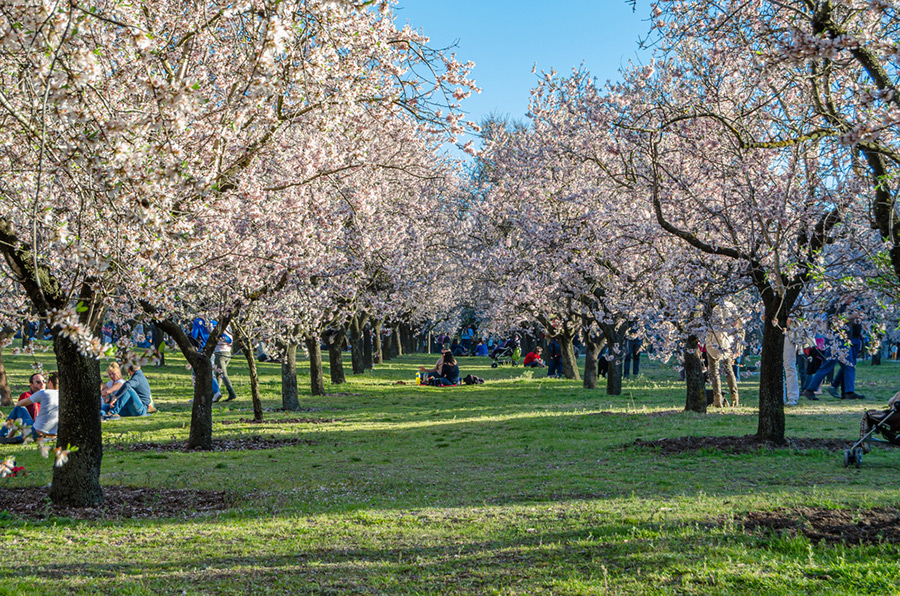 Almendros en Quinta de los Molinos. Depositphotos