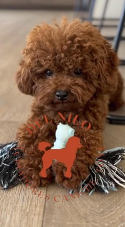 Caniche Toy