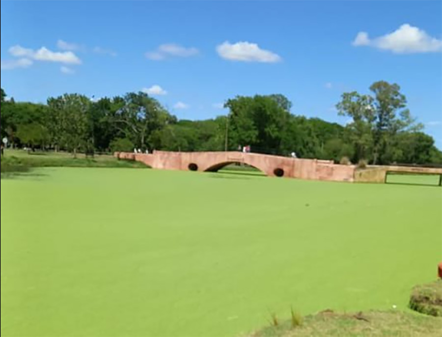 Río AReco, eutrofización
