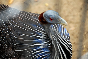 Guia de Aves, Waste Magazine