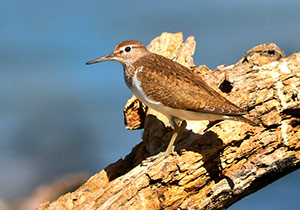 Guia de Aves, Waste Magazine