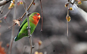 Guia de Aves, Waste Magazine