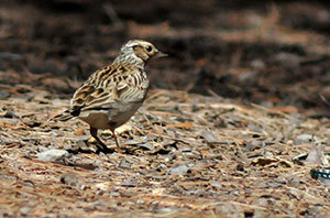 Guia de Aves, Waste Magazine