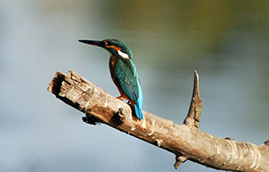 Guía de Aves Waste Magazine