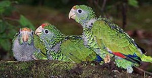 Guia de Aves, Waste Magazine