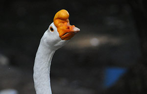 Guia de Aves, Waste Magazine