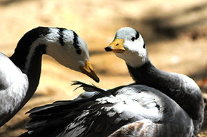 Guia de Aves, Waste Magazine