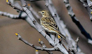 Guía de Aves Waste Magazine