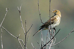 Guia de Aves, Waste Magazine