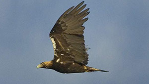 Guia de Aves, Waste Magazine