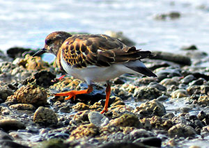 Guia de Aves, Waste Magazine