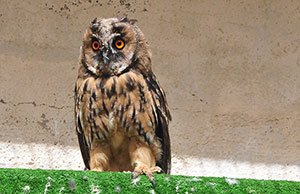 Guia de Aves, Waste Magazine