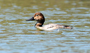 Guia de Aves, Waste Magazine