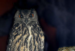 Guia de Aves, Waste Magazine
