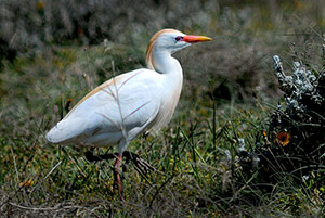 Guia de Aves, Waste Magazine