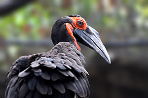 Guia de Aves, Waste Magazine