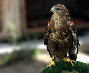 Guia de Aves, Waste Magazine