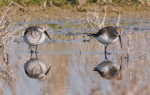 Guía de Aves Waste Magazine