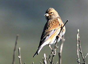 Guia de Aves, Waste Magazine