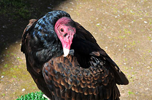 Guia de Aves, Waste Magazine